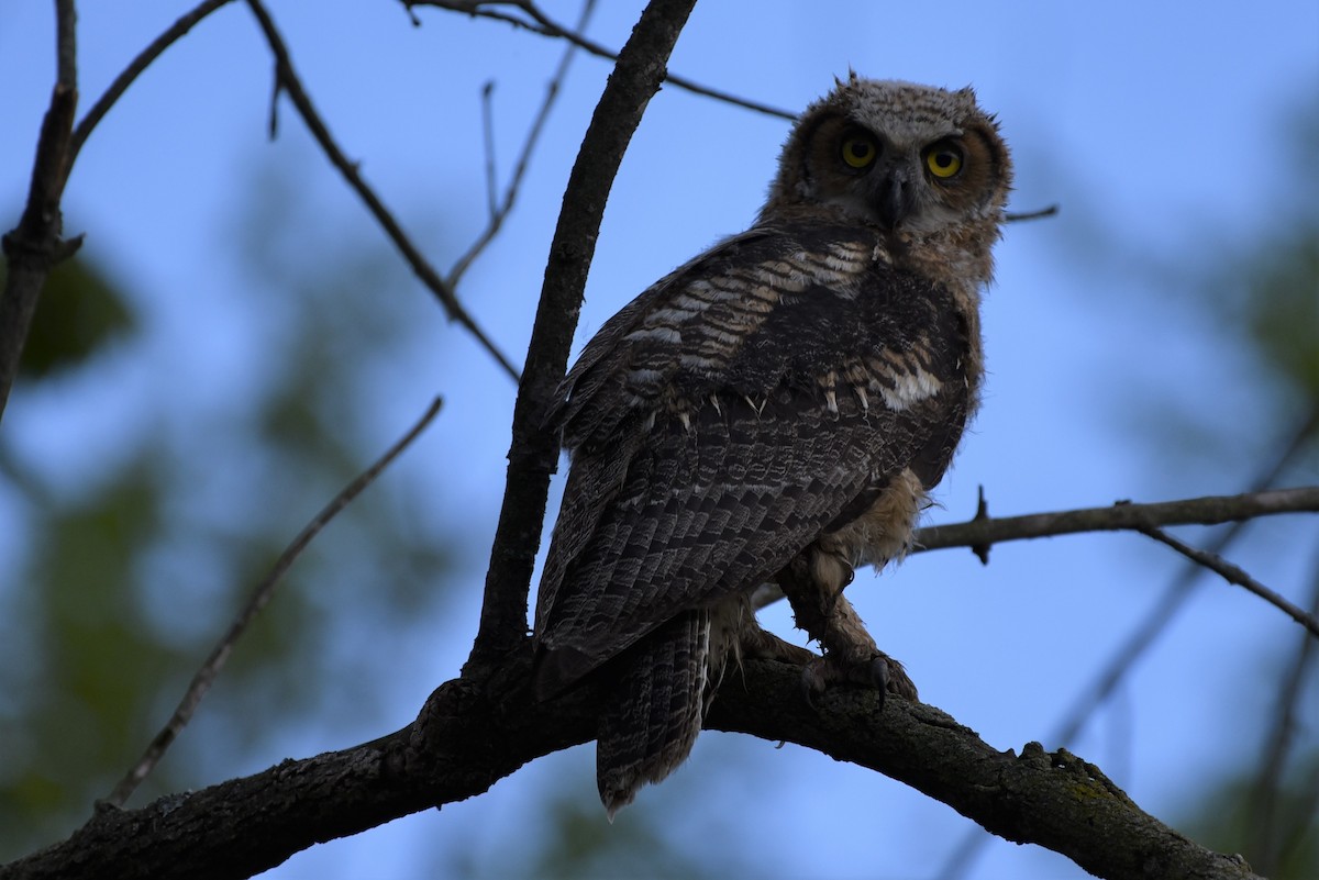 Great Horned Owl - ML337693701