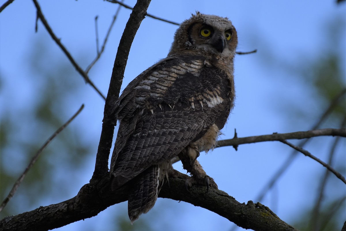 Great Horned Owl - ML337693781