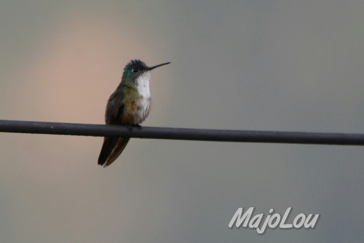 kolibřík azurovotemenný - ML33769791