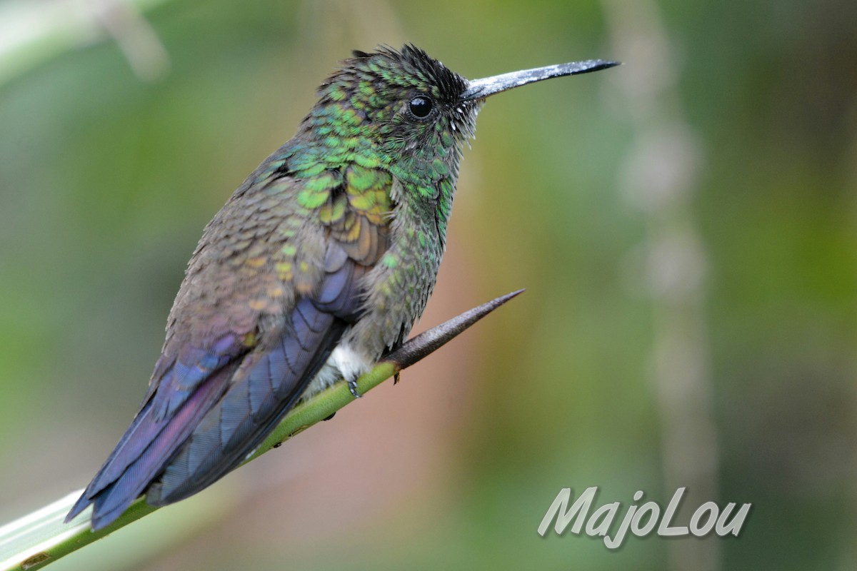 Blue-tailed Hummingbird - Maria Jose Lou