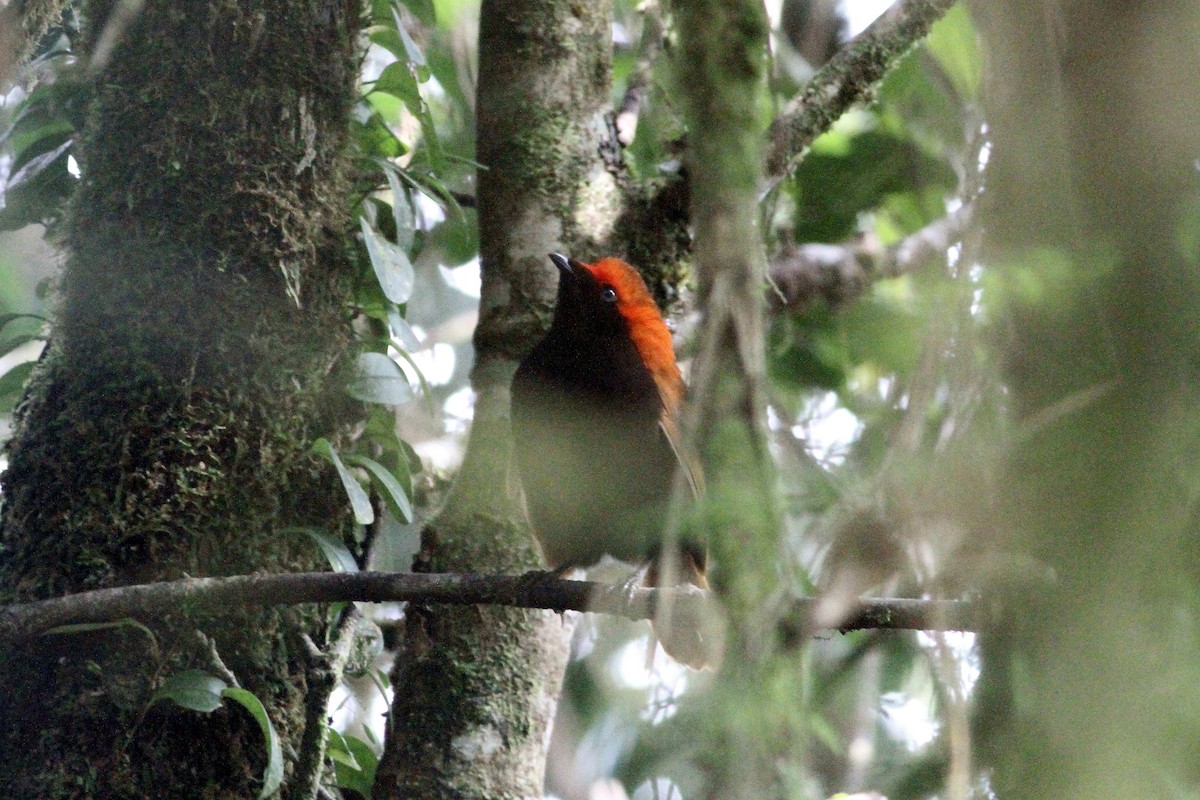 Crested Satinbird (Red) - ML337698781