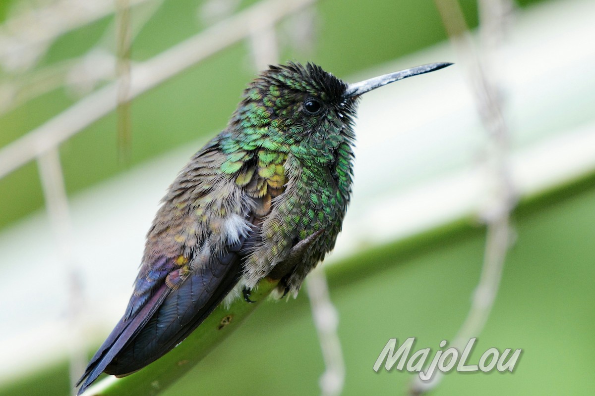 kolibřík středoamerický - ML33769911