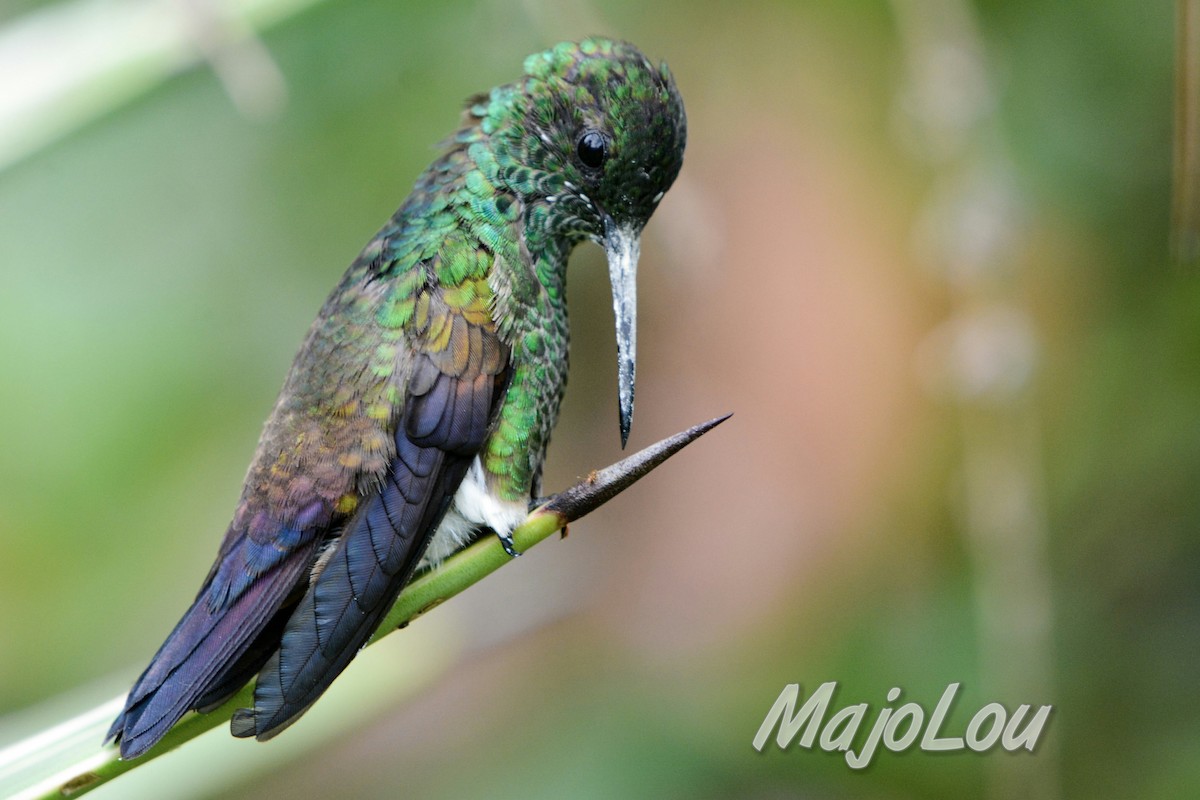 Blue-tailed Hummingbird - ML33769941