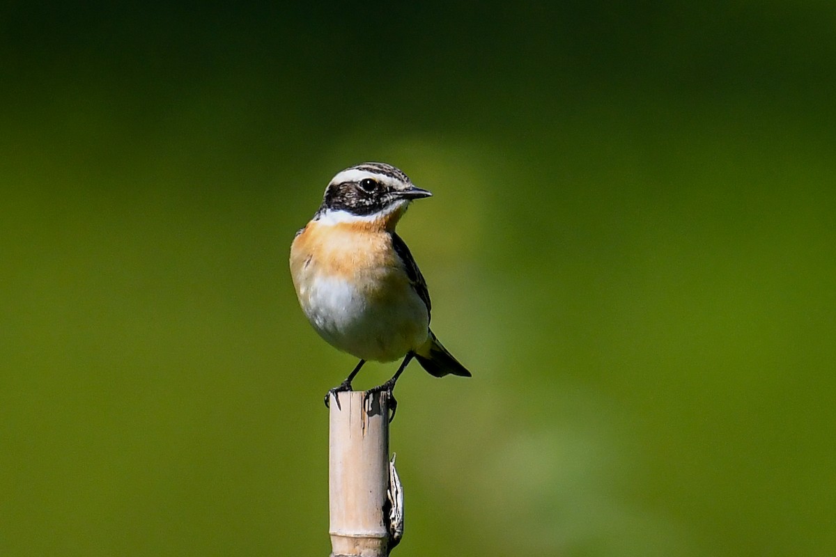 Whinchat - ML337701351