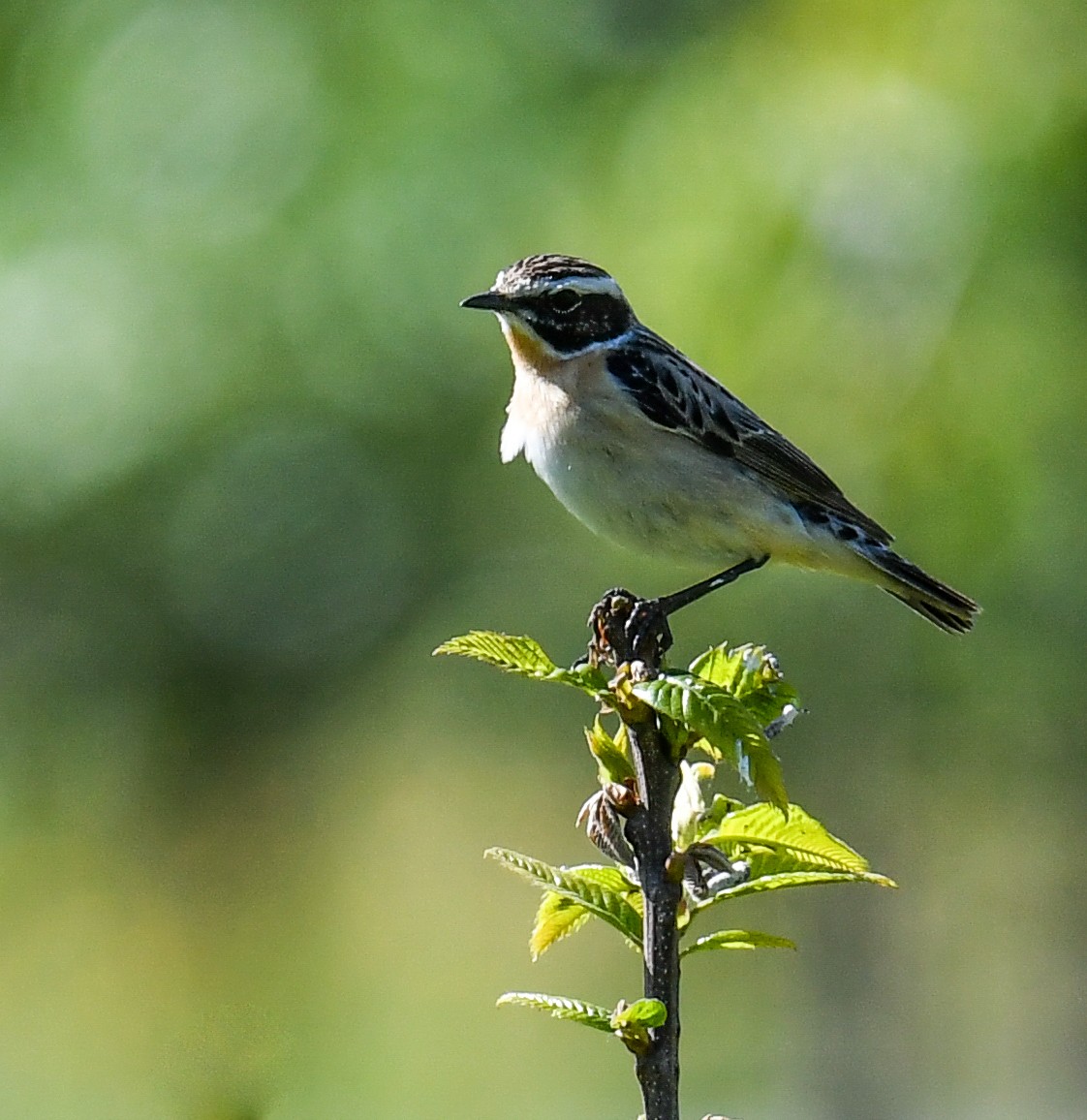 Whinchat - ML337702061