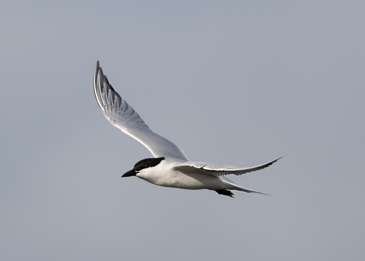 Gull-billed Tern - Jo Willars