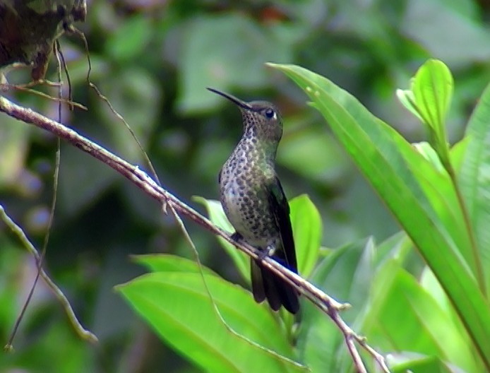 Many-spotted Hummingbird - ML337706071