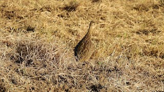 Spotted Nothura, ML337711381