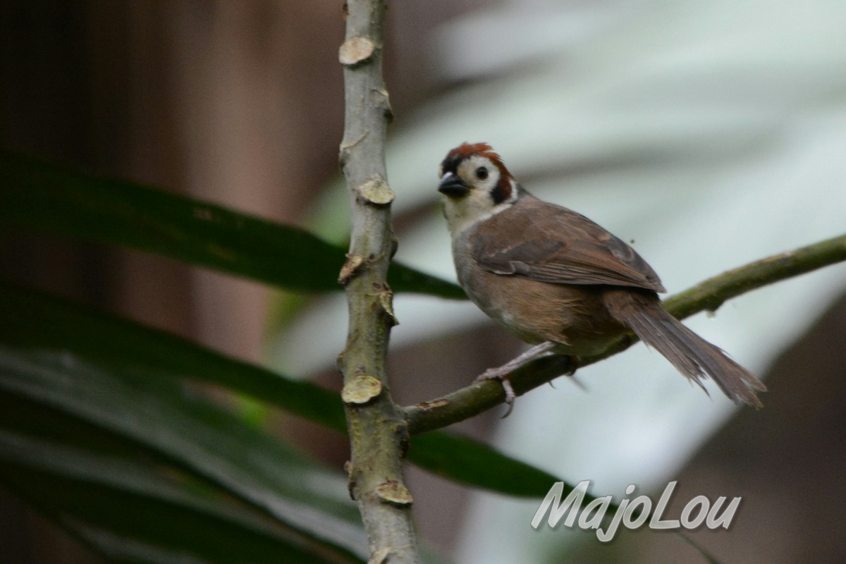 White-faced Ground-Sparrow - Maria Jose Lou