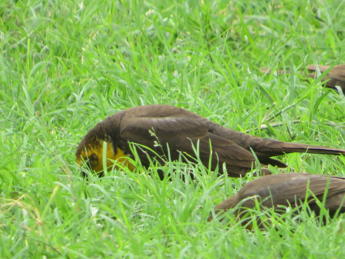 Yellow-headed Blackbird - ML337713671