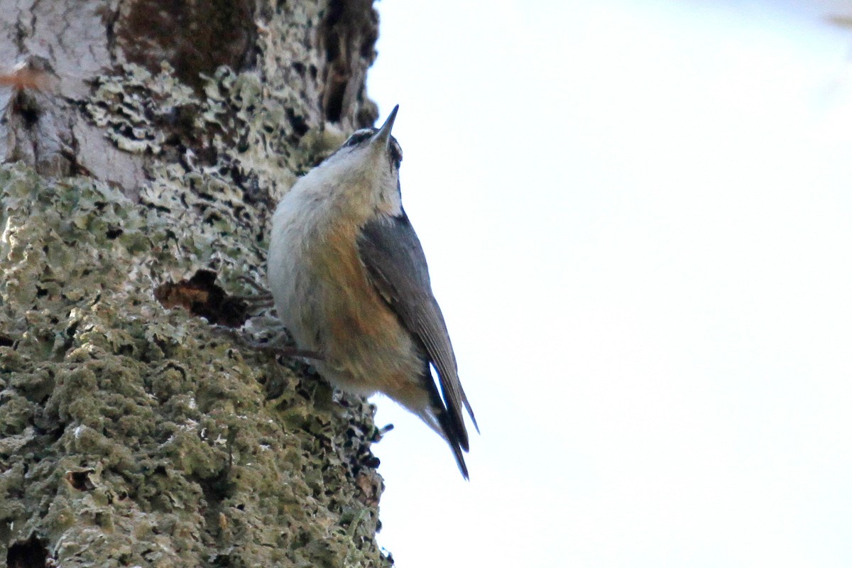 Red-breasted Nuthatch - ML337713751