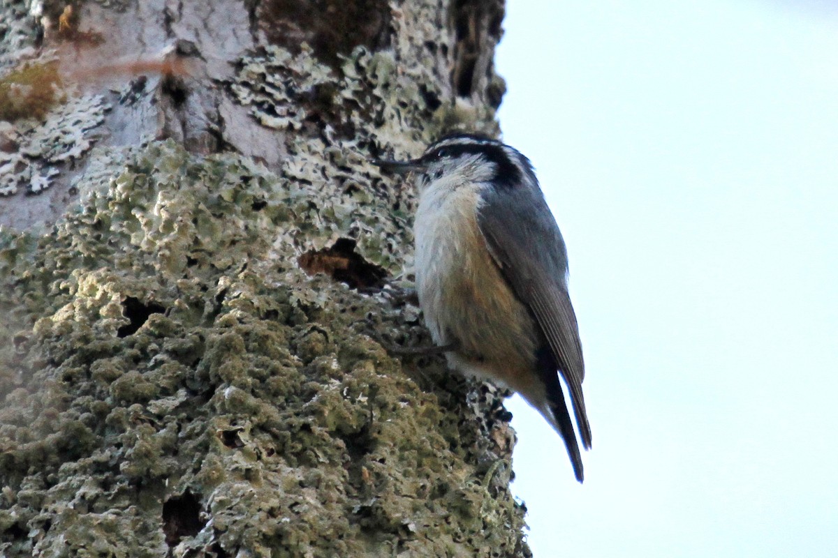 Red-breasted Nuthatch - ML337713771