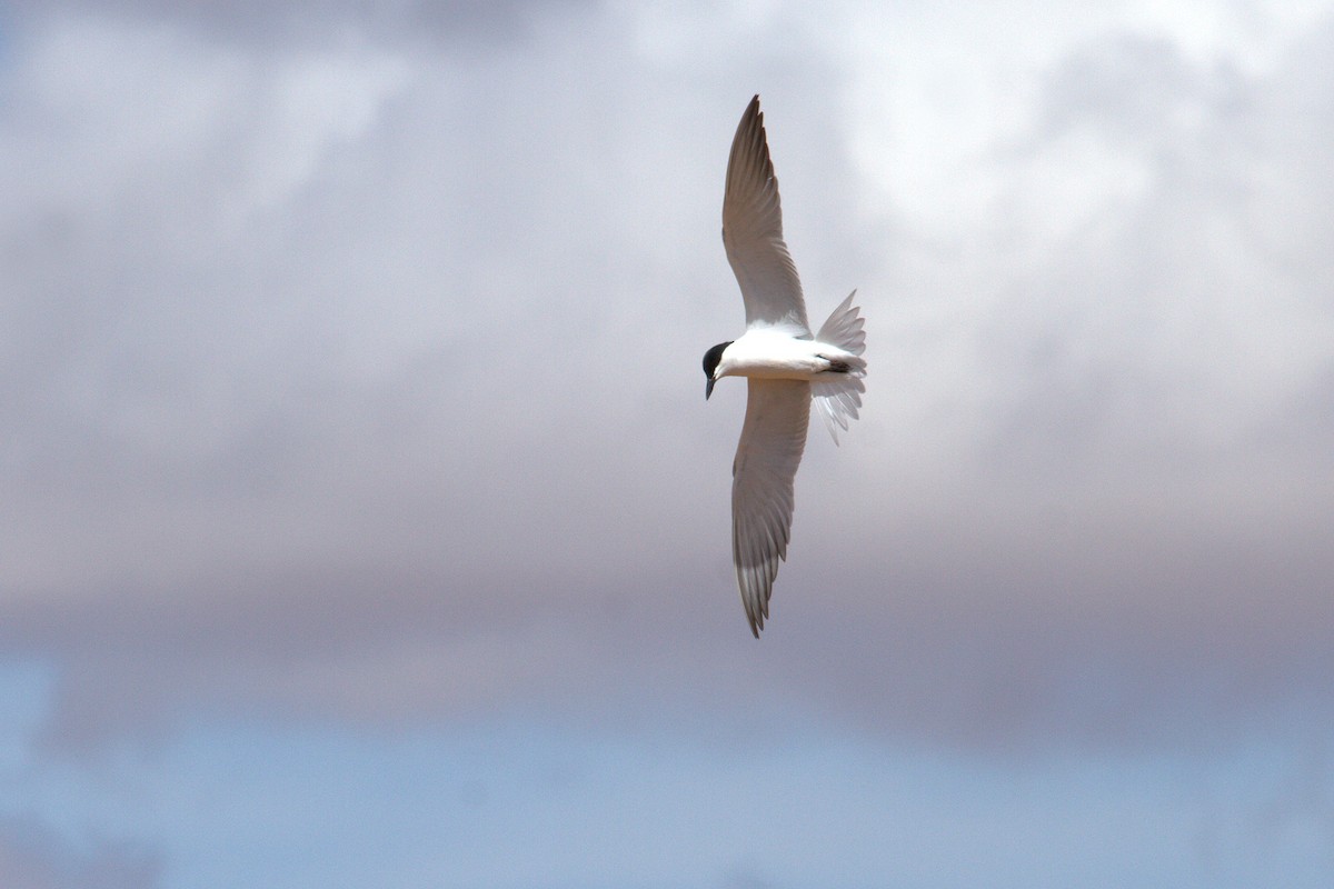 Gull-billed Tern - Rafa Muñoz