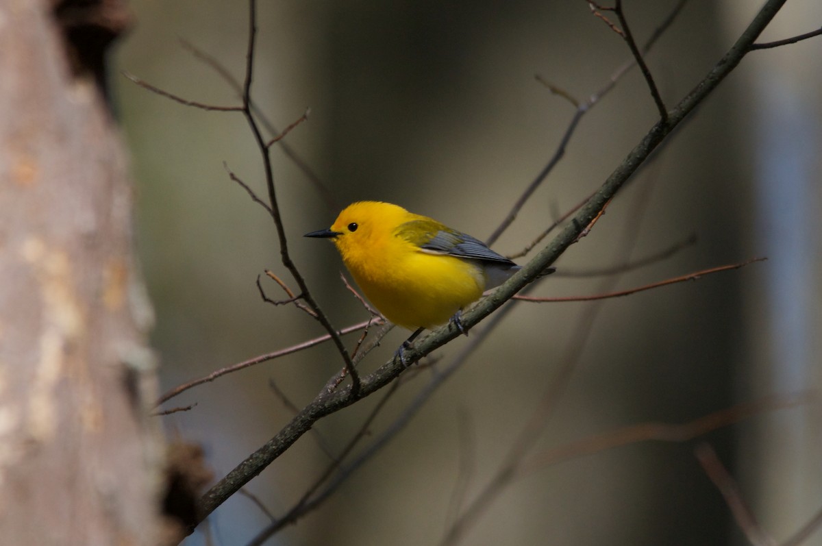 Prothonotary Warbler - ML337716181