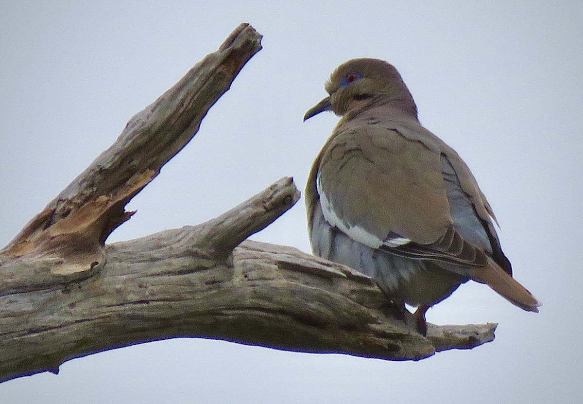 White-winged Dove - Florida Birder