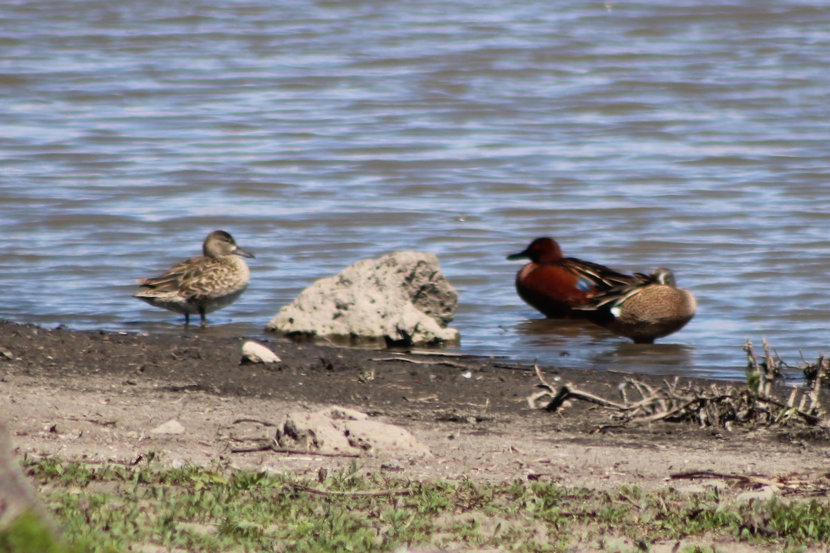 Blue-winged Teal - ML337718001