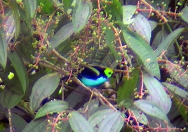 Paradise Tanager - ML337719321