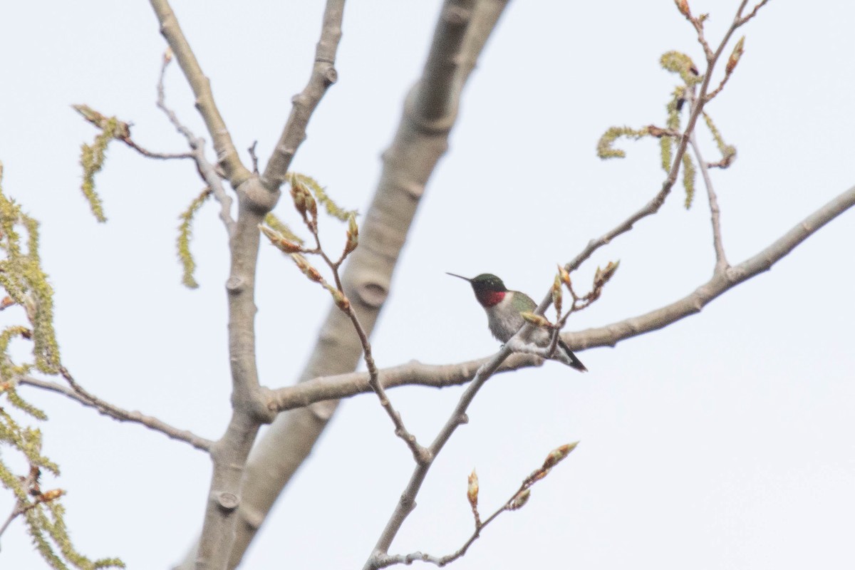 Ruby-throated Hummingbird - David McCorquodale