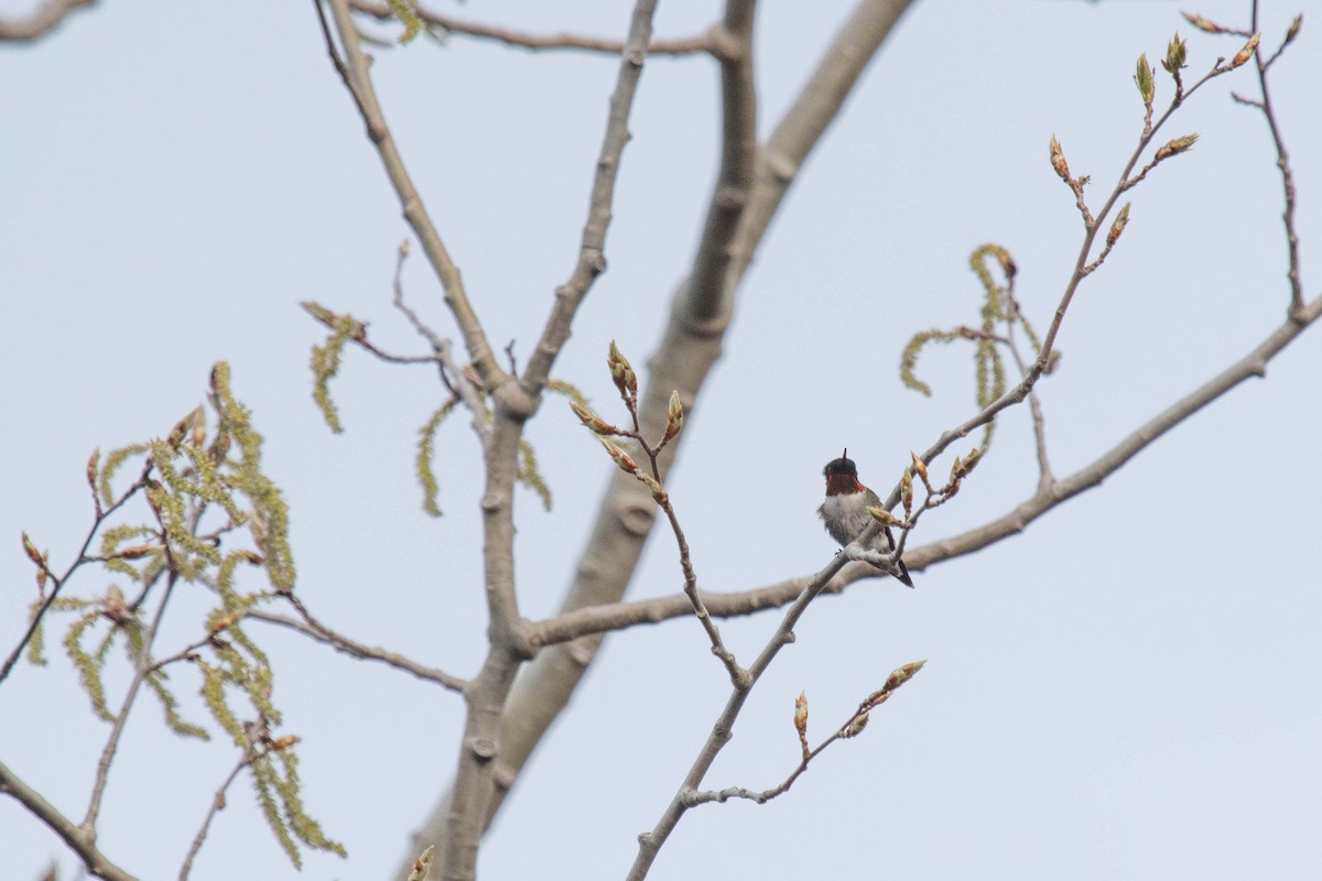 Ruby-throated Hummingbird - ML337719401