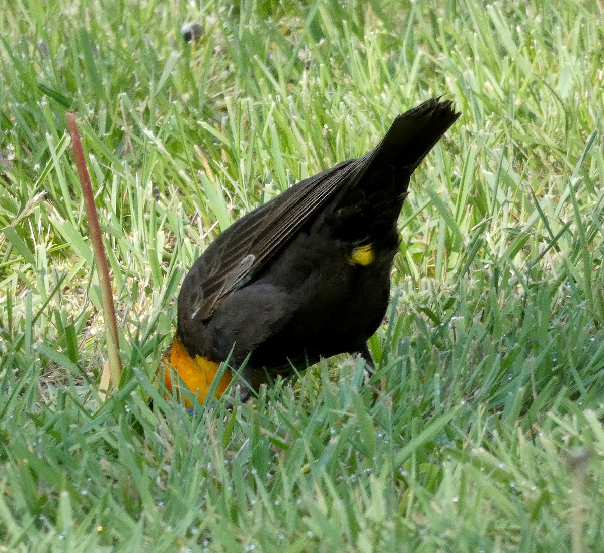 Yellow-headed Blackbird - ML337720011