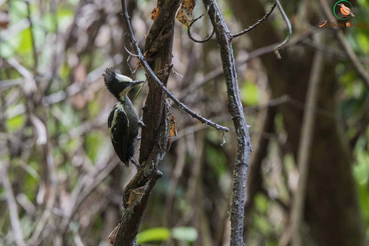 Heart-spotted Woodpecker - ML337720441