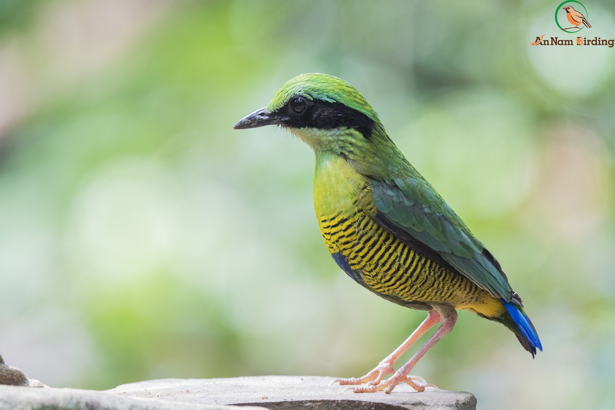 Bar-bellied Pitta - Dinh Thinh