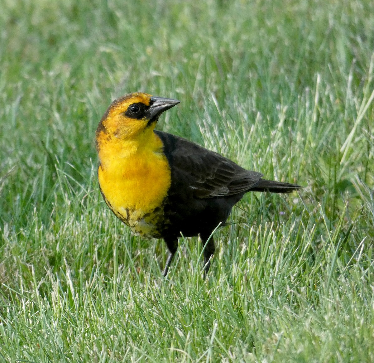 Yellow-headed Blackbird - ML337720521