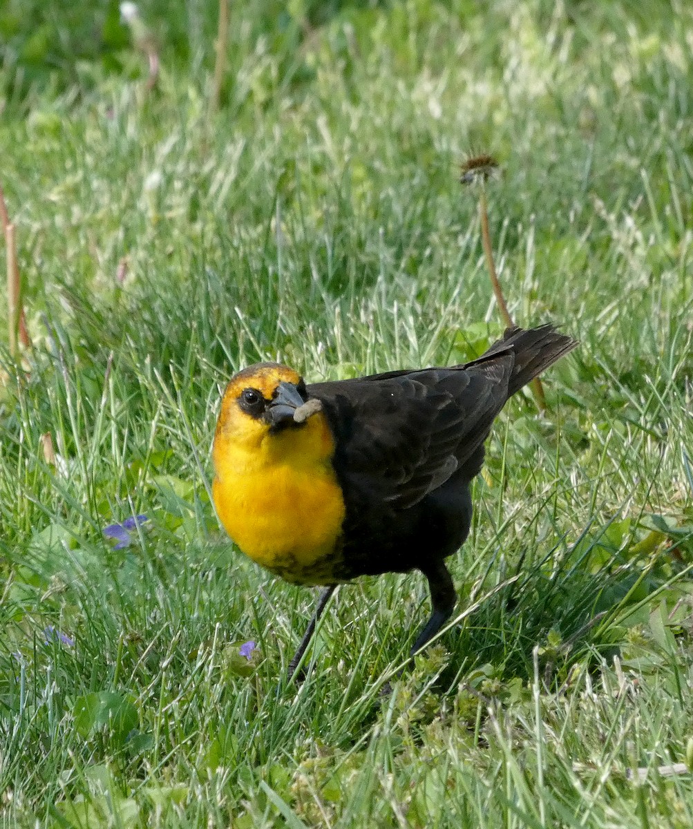 Yellow-headed Blackbird - ML337720651