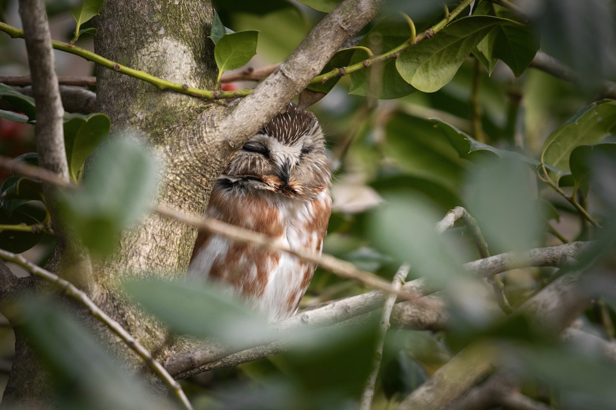Northern Saw-whet Owl - Shayna Marchese