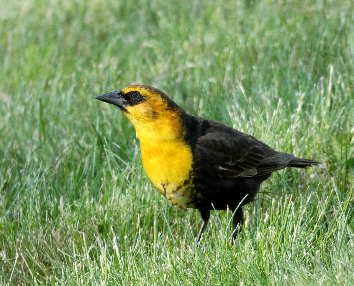 Yellow-headed Blackbird - Amy Henrici