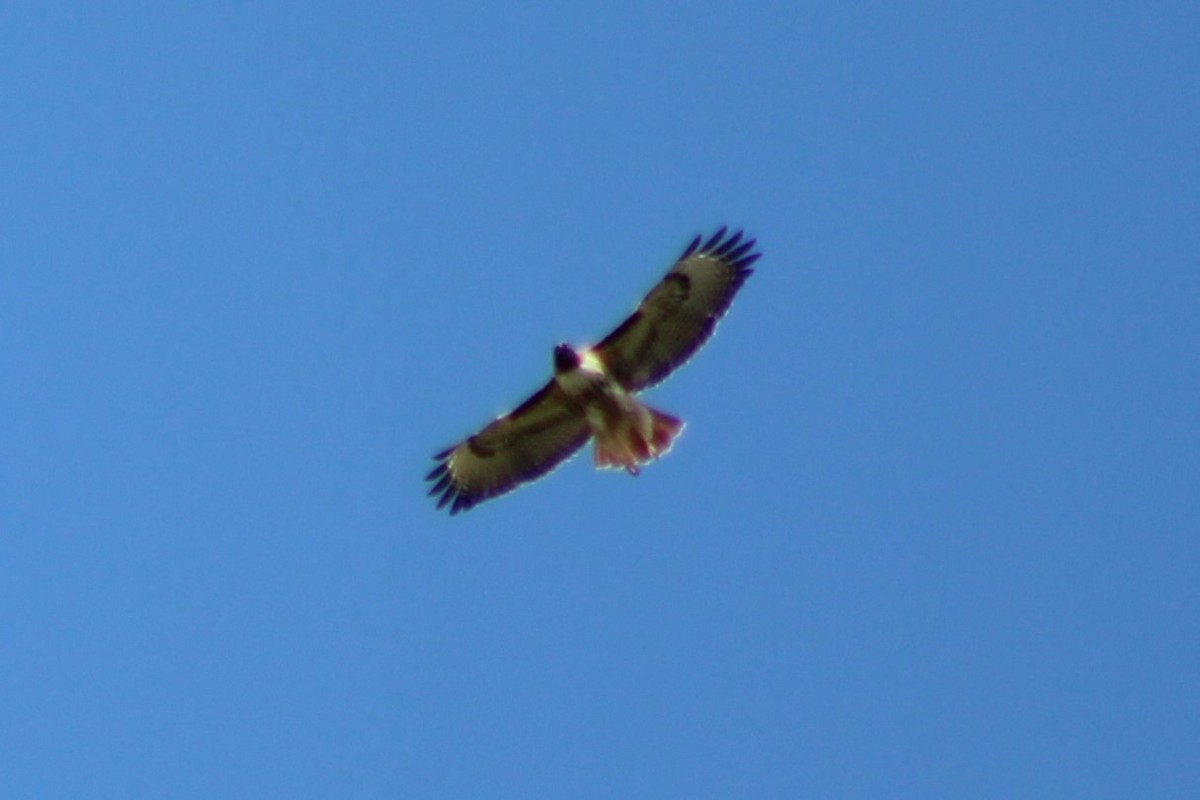 Red-tailed Hawk (calurus/alascensis) - ML337725001