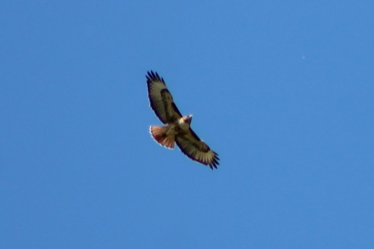 Red-tailed Hawk (calurus/alascensis) - ML337725031