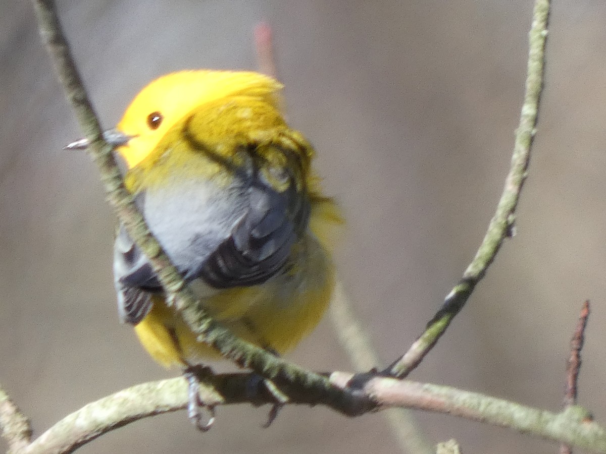 Prothonotary Warbler - ML337735281