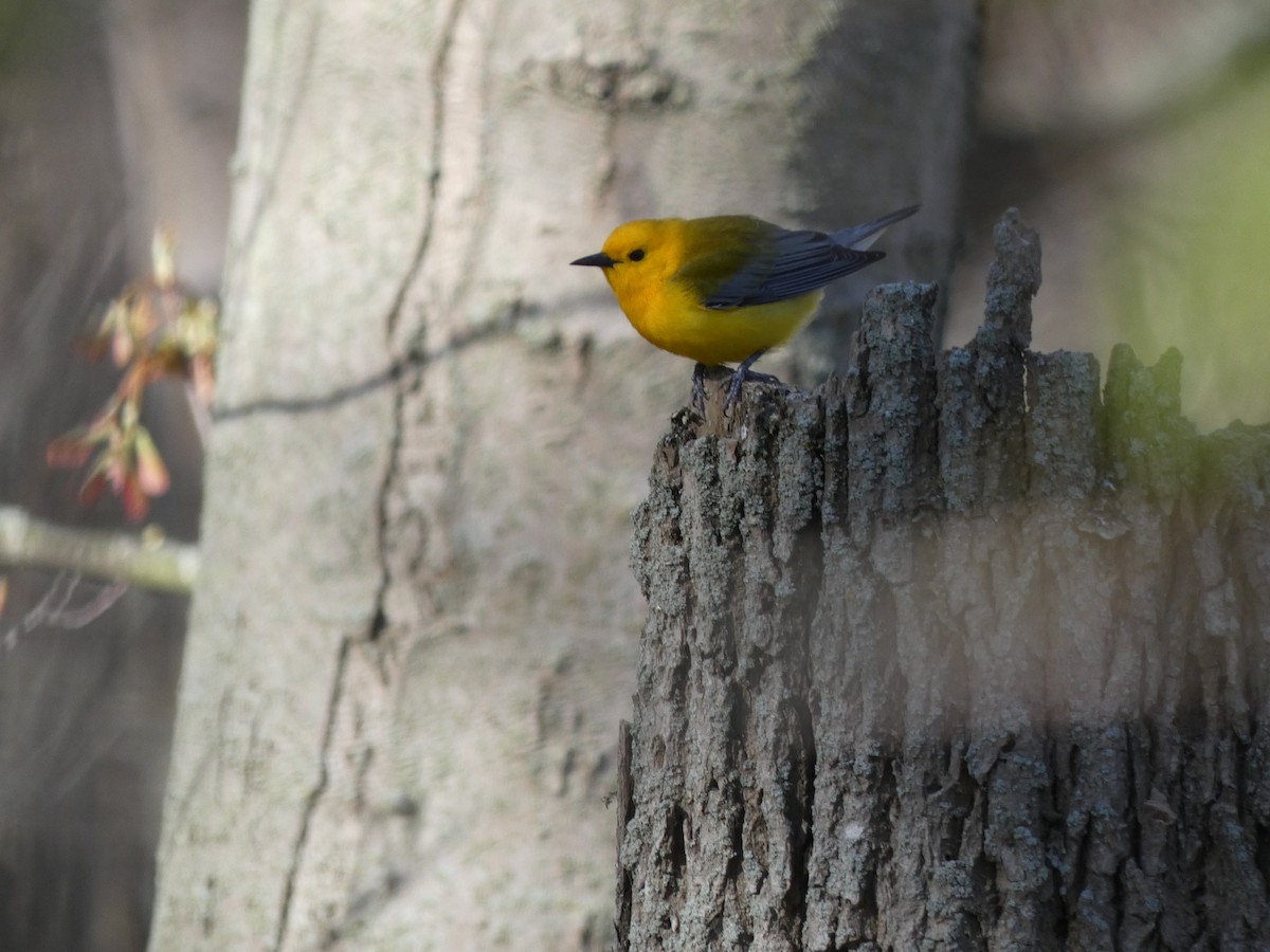 Prothonotary Warbler - ML337735291