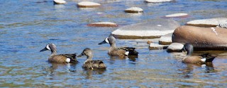 Blue-winged Teal, ML337735801