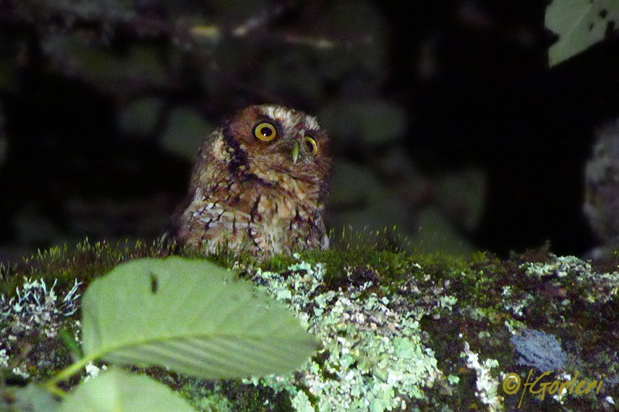 Montane Forest Screech-Owl - ML33774341