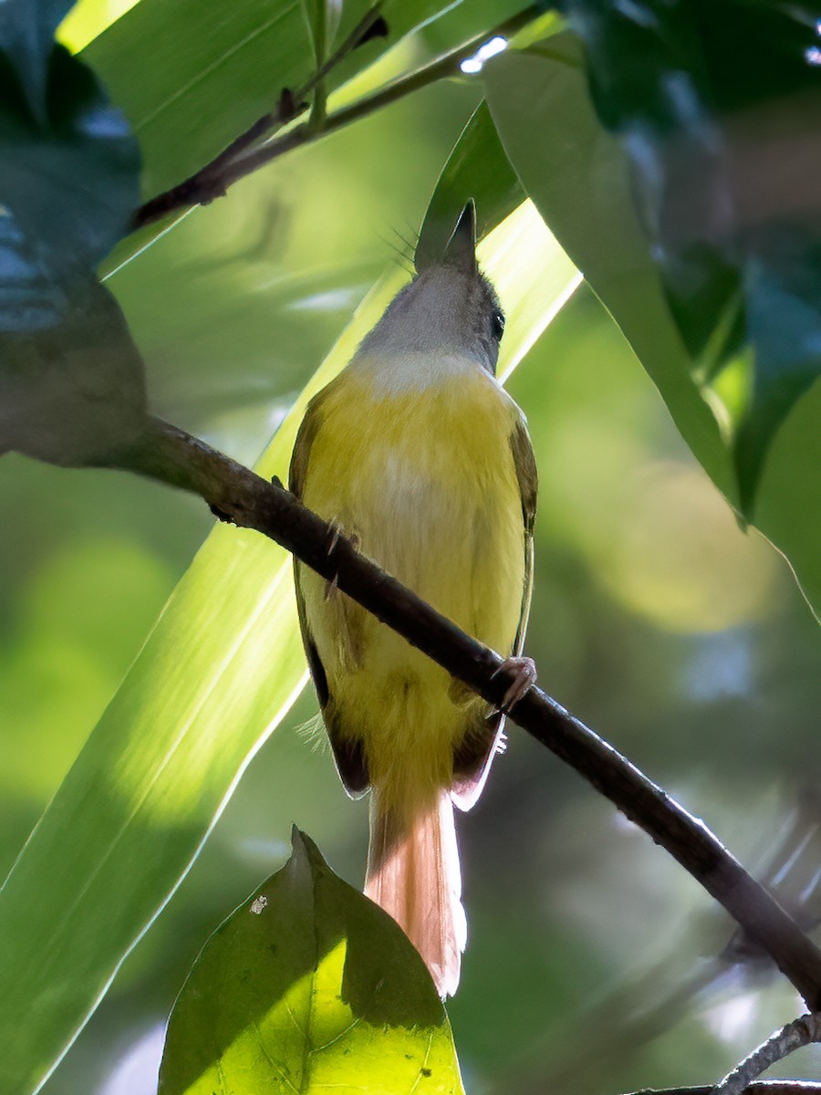 Yellow-bellied Warbler - ML337745661