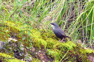  - Zimmer's Tapaculo