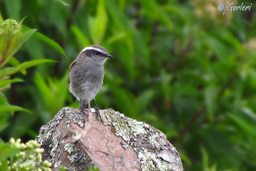 White-browed Chat-Tyrant - ML33774591