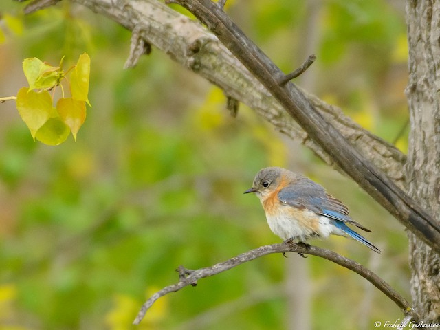Eastern Bluebird - eBird