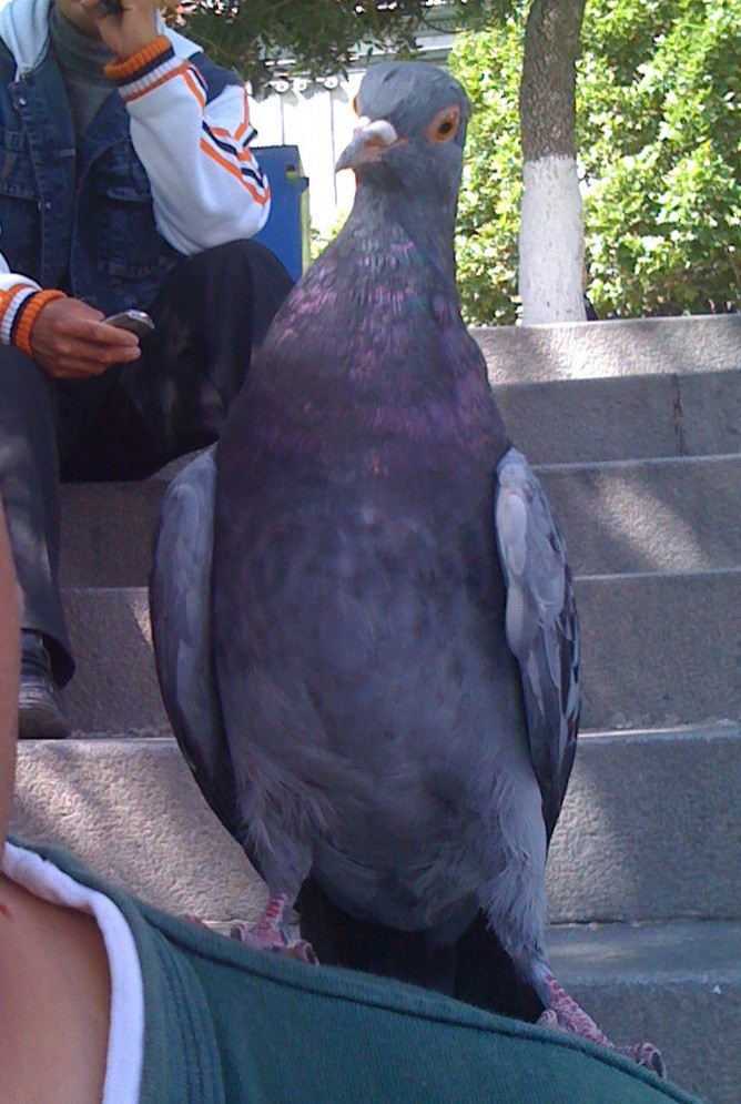 Rock Pigeon (Feral Pigeon) - ML337750381