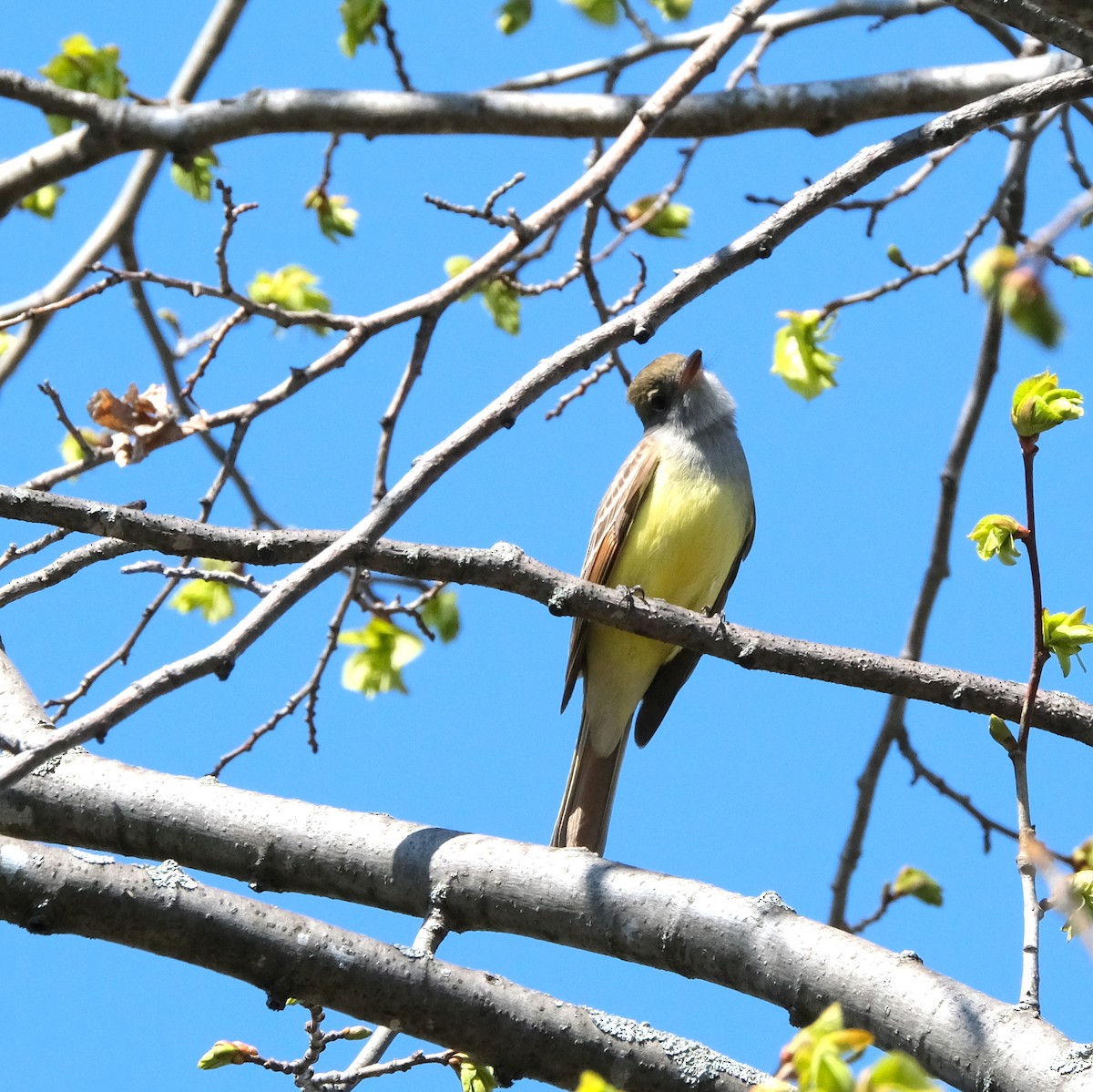Great Crested Flycatcher - ML337750781
