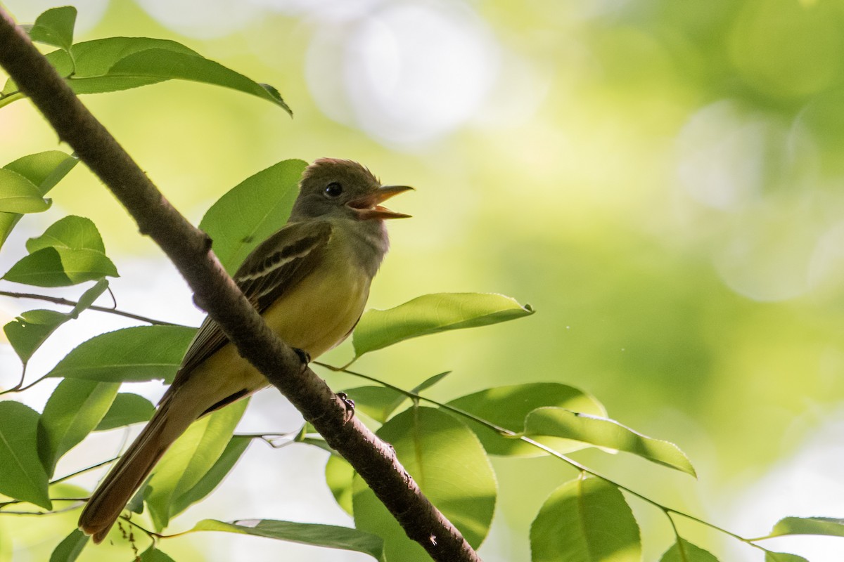 Great Crested Flycatcher - ML337753771
