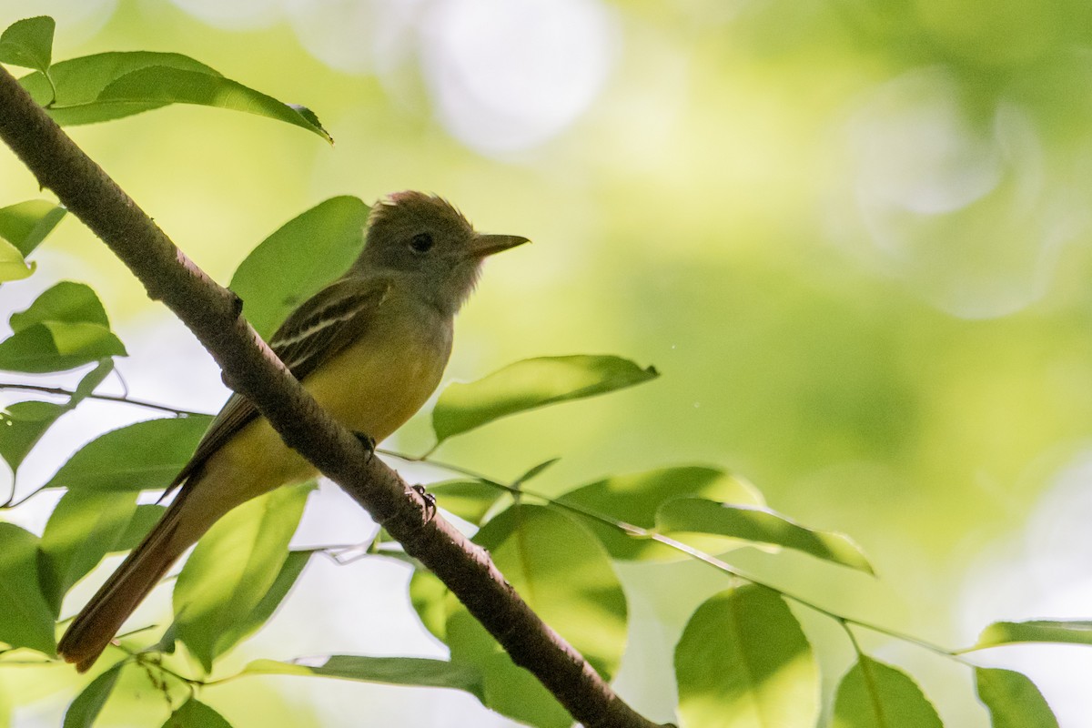 Great Crested Flycatcher - ML337753781