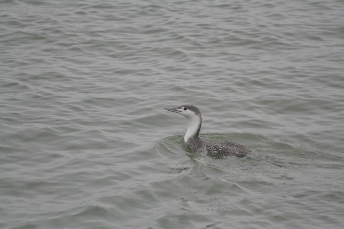 Red-throated Loon - ML33775541