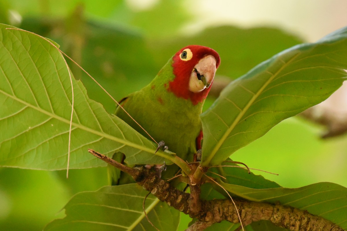 Red-masked Parakeet - ML33776231