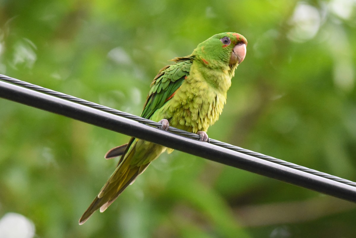 Green Parakeet - ML33776331