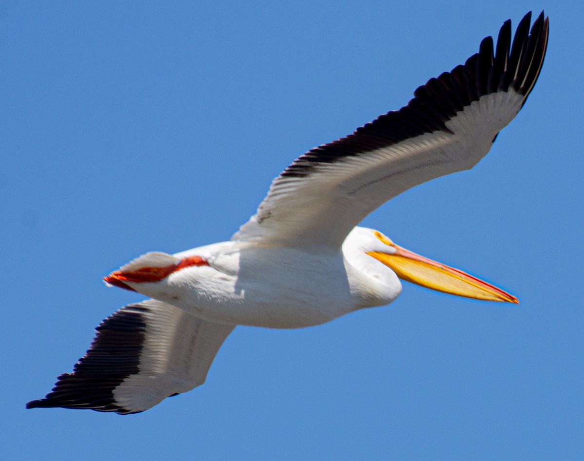 American White Pelican - Buddy M