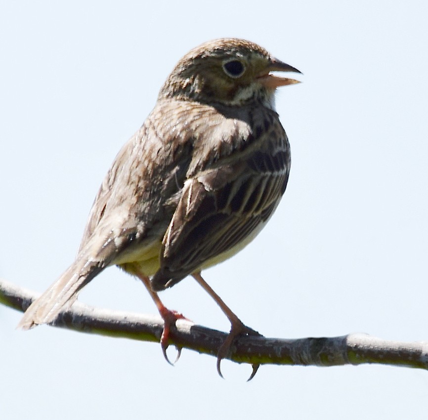 Vesper Sparrow - Regis Fortin