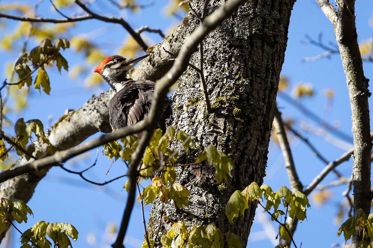 Pileated Woodpecker - ML337773451